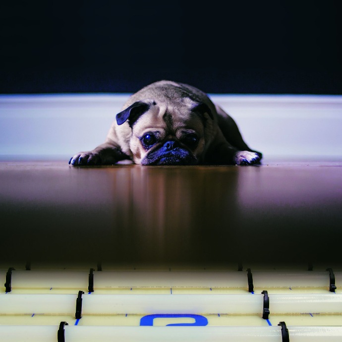 Hond die op vloer ligt met vloerverwarming installatie onder de vloer